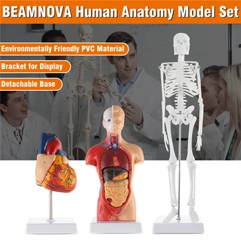 Модел на човешкия скелет на сърцето, тялото, практически 3D-модели, учебни помагала за студенти по анатомия / физиология наръчник по анатомия
